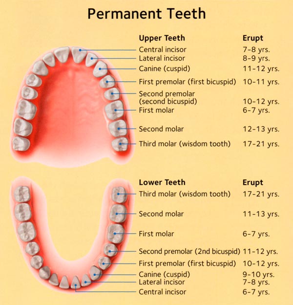 When Do You Lose Your Baby Teeth Chart