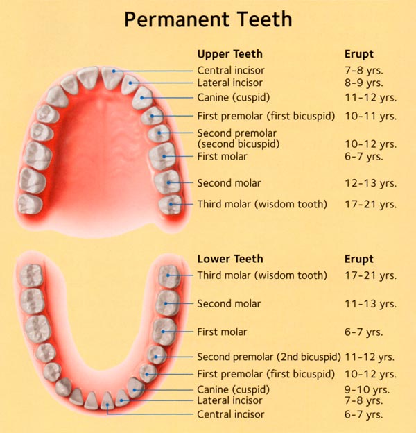 Canine Tooth Eruption Chart