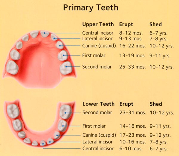 Canine Tooth Eruption Chart